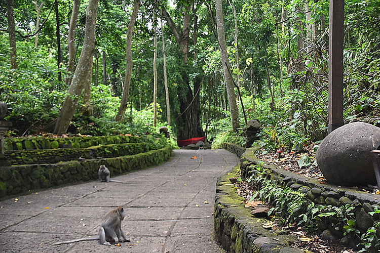 Monkey Forest - Condividiamo il viaggio